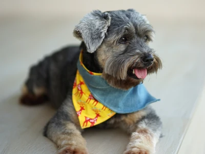 negocio de bandanas para mascotas