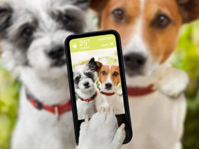 emprende desde casa con fotografia de perros