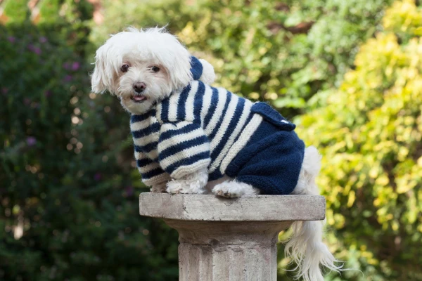 ropa de punto para perros